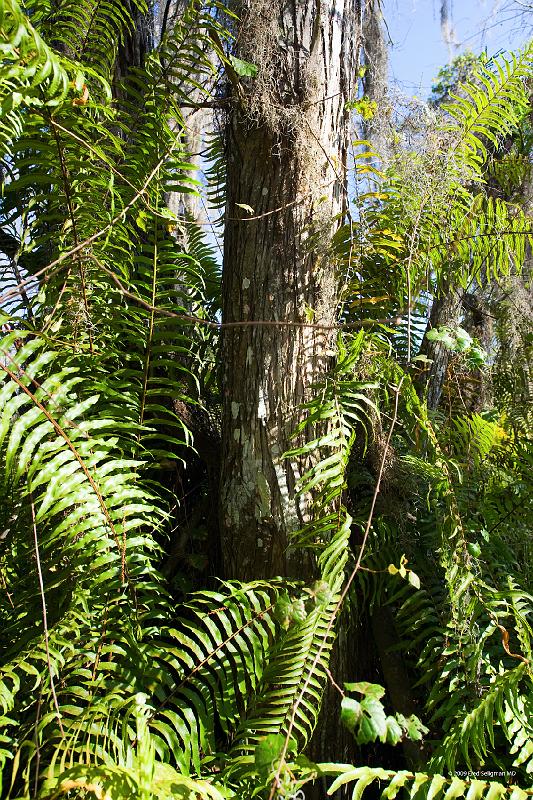 20090220_153441 D3 P1 3400x5100 srgb.jpg - Loxahatchee National Wildlife Preserve